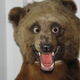 Illustration for article titled The Worlds Most Awkward Taxidermy